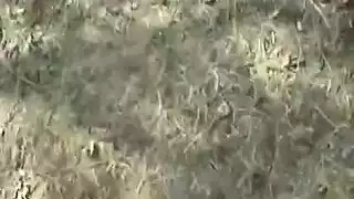 سودانية تأخذ قضيبًا صلبًا في كسها الضيق