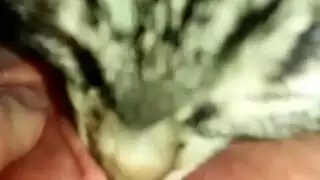 سكس قطط وبنات القطة تلحس كسها سكس حيوانات