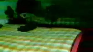 مصرية محجبة تتعرض للعب بثدييها وضرب مهبلها في جلسة سكس سرية