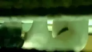 بورن وحشي مجنون جنس حيوانات برية