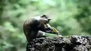 فيلم هوليوود للكبار: قضيب منتصب وفتحة مبللة شهية